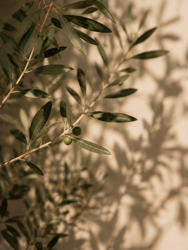 baec9c71-2e4a-4a88-8d74-21668325c148.png